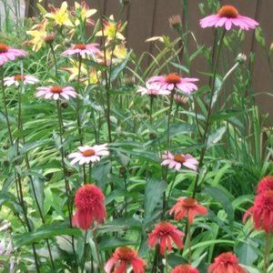 Meet your Posher, Michele